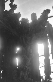 Füvészkert 1 (13)