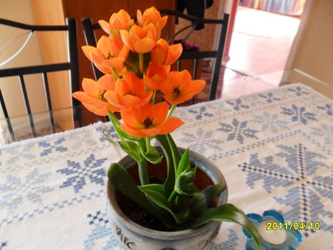 ornithogalum