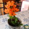 ornithogalum