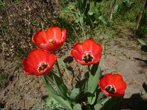 P1020896