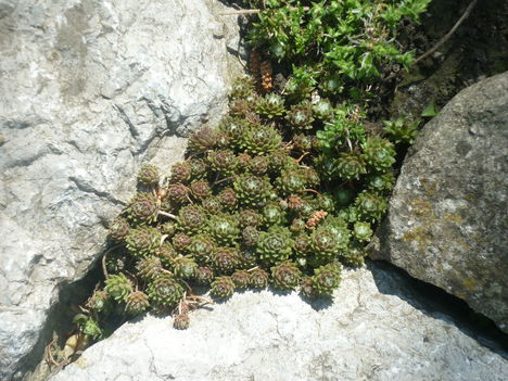 P1020919