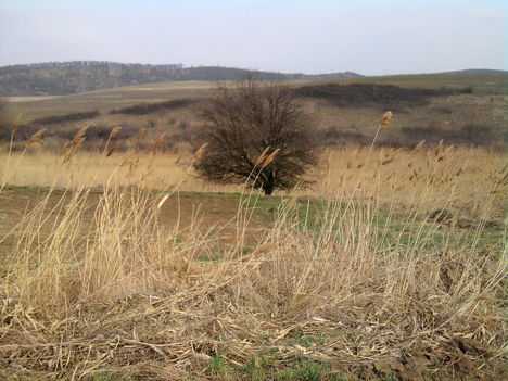 rád