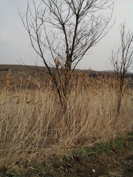 rád