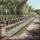 Tivoli2_1550677_7311_t