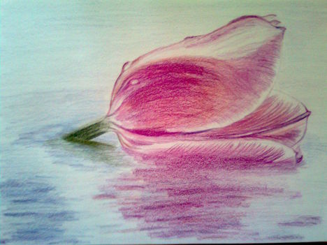 tulipán