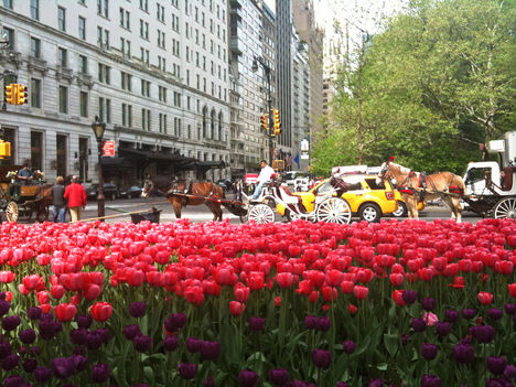 Tulipános utcakép - New Yorkban