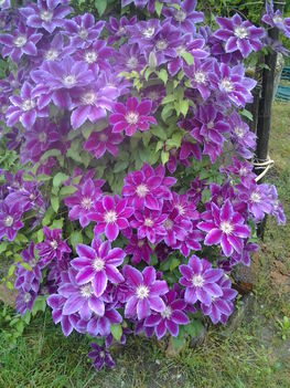 Clematis