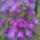 Clematis_1506759_7038_t