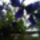 Kek_clematis_1506760_3895_t