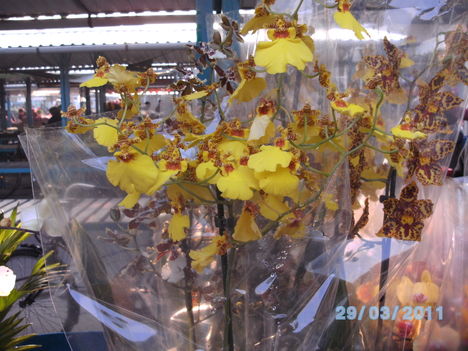 Orchideák 027