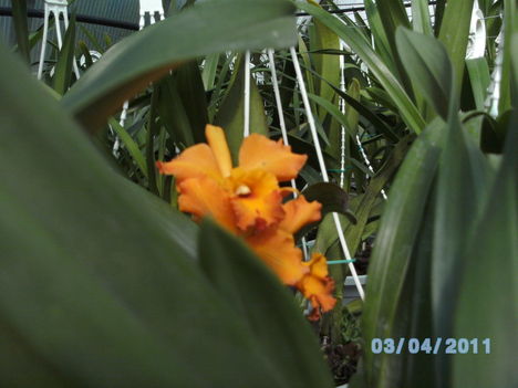 Orchideák 032