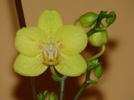 Orchideám közelebbről