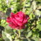Piros rózsa-sárga rózsa nyílik a kertemben...
