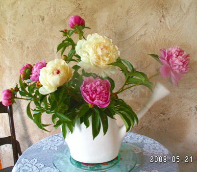 Pünkösdi Rózsák