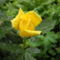 Sárga rózsa-piros rózsa nyílik a kertemben...