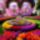 Virag_1_12_1560248_1944_t