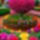 Virag_1_1_1560232_3561_t