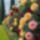 Virag_1_6_1560242_7107_t