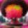Virag_1_9_1560245_7695_t