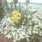 fehér sziklakerti virágaim sárganárcisszal