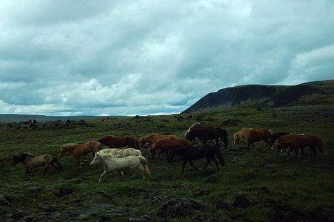 Izland 15 icelandic-horse