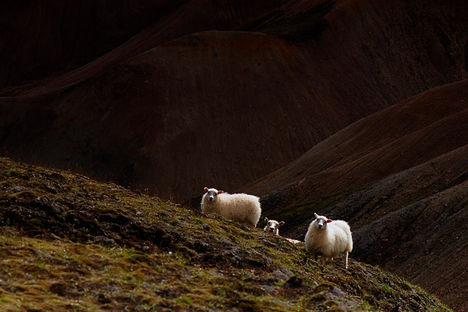 Izland 16 icelandic-sheep