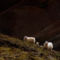 Izland 16 icelandic-sheep