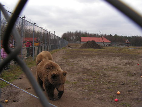 medvefarm (2009)