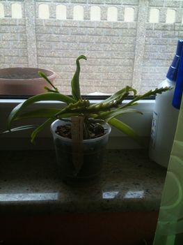 Phalaenopsis cornu-cervi v. alba