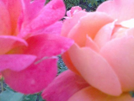 rózsaszín rózsám