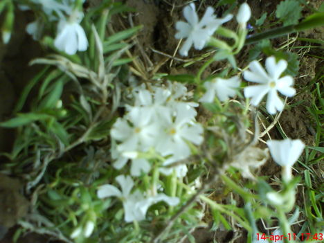 fehér árlevelű lángvirág