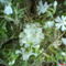 fehér árlevelű lángvirág