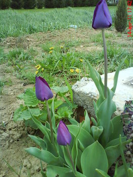 tulipánok1