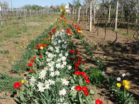 Tulipános
