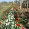 Tulipános