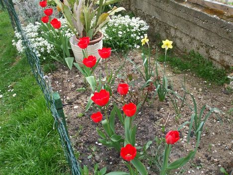 piros tulipa