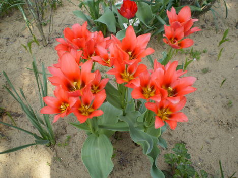 tulipán bokor