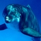 Deep_Sea_3D_-_Curiosity_of_the_dolphin