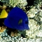 Deep_Sea_3D_-_inhabitants_Coral_reef%2C_fishes