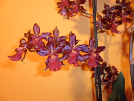 Orchidea