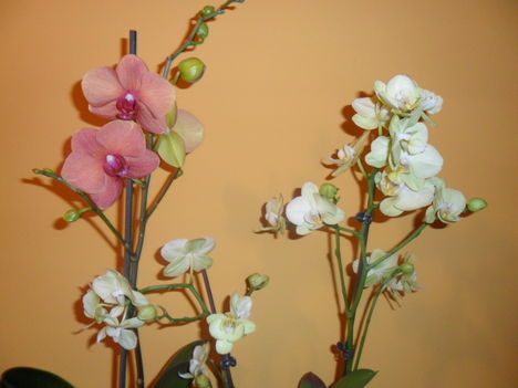 Orchidea