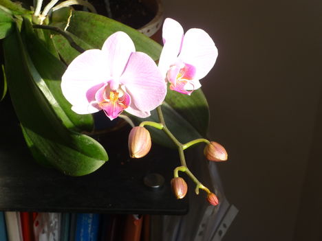Orchidea, rózsaszin, 2 virágos
