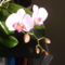 Orchidea, rózsaszin, 2 virágos