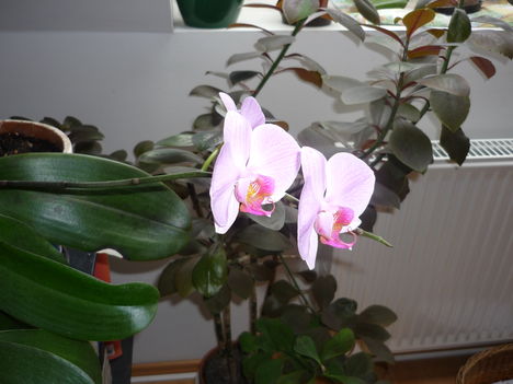Orchidea, rózsaszín, 3 virágos
