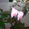 Orchidea, rózsaszín, 3 virágos
