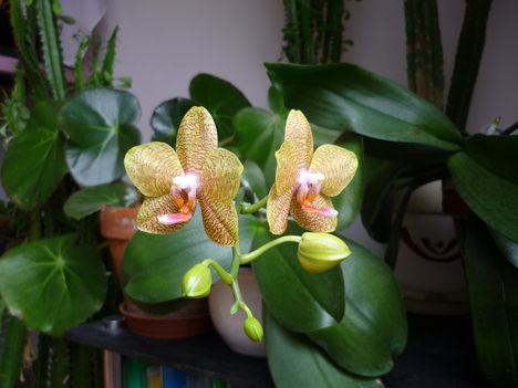 Orchidea, sárga, 2 virágos