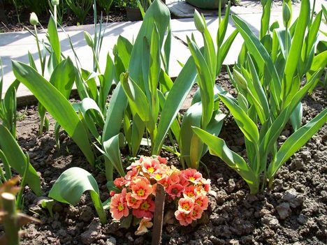 petónia tulipánokkal
