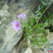 Phlox subulata, árlevelű lángvirág