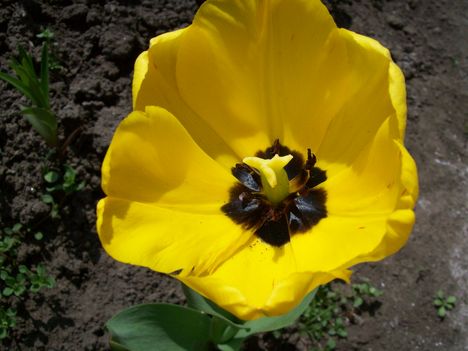 sárga tulipán 1