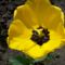 sárga tulipán 1